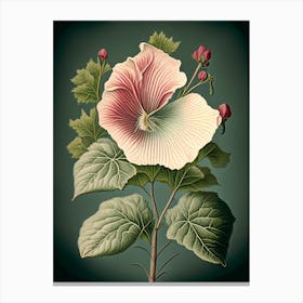 Swamp Rose Mallow Wildflower Vintage Botanical 2 Canvas Print