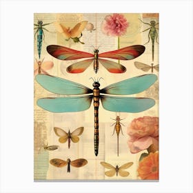 Dragonfly Vintage Species 1 Canvas Print