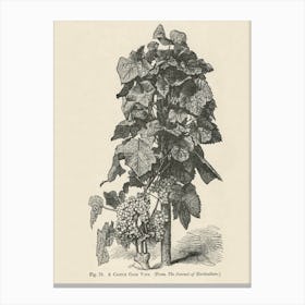 Vintage Illustration Of A Castle Coch Vine, John Wright Canvas Print