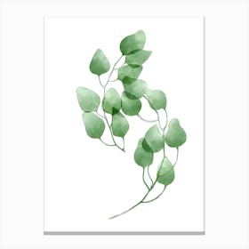 Eucalyptus Leaf Watercolor Illustration Canvas Print