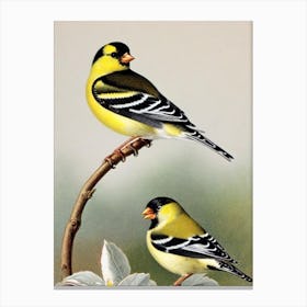 American Goldfinch 2 James Audubon Vintage Style Bird Canvas Print
