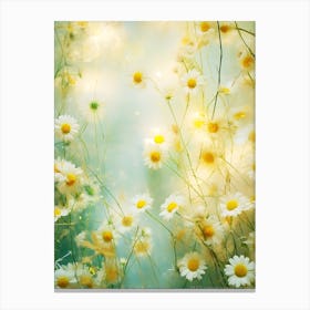 Daisy Field 7 Canvas Print