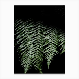 New Zealand Ferns In The Sunshine Canvas Print