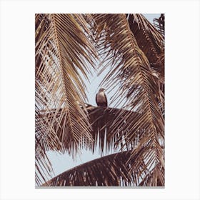Eagle In Palm Tree Canvas Print