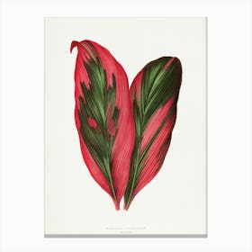 Vintage Botanical Art Print _2643245 Canvas Print