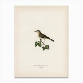Willow Warbler, The Von Wright Brothers Canvas Print
