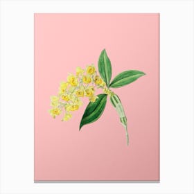 Vintage Dense Flowered Dendrobium Botanical on Soft Pink n.0788 Canvas Print