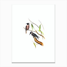 Vintage Masked Wood Swallow Bird Illustration on Pure White n.0424 Canvas Print