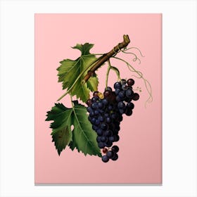 Vintage Black Grape Botanical on Soft Pink n.0097 Canvas Print
