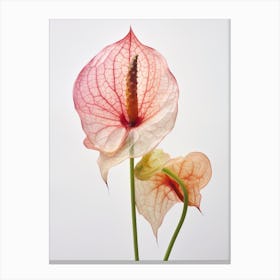 Pressed Flower Botanical Art Flamingo Flower 2 Canvas Print