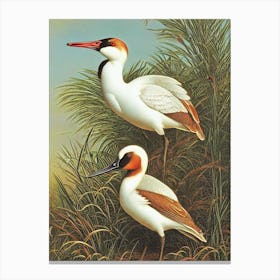 Bird Canvasback Haeckel Style Vintage Illustration Bird Canvas Print