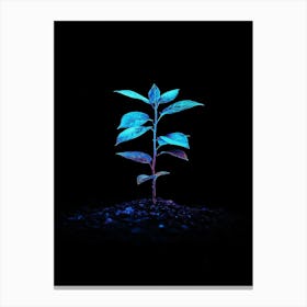 Plant Growing In The Dark 16 Canvas Print