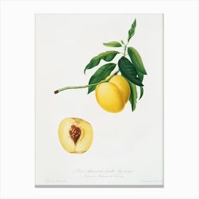 Yellow Apricot (Persica Iulodermis) From Pomona Italiana (1817 1839), Giorgio Gallesio Canvas Print