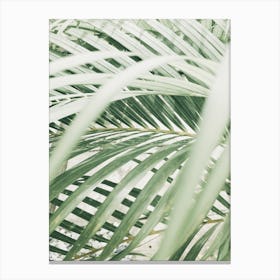 Palm Leaves In The Garden Canvas Print