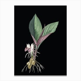 Vintage Koemferia Longa Botanical Illustration on Solid Black n.0580 Canvas Print