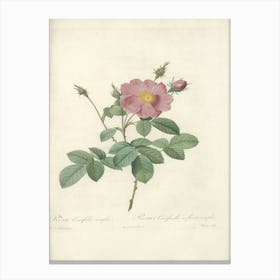 Rose Illustration, Pierre Joseph Redoute, Pierre Joseph Redoute(138) Canvas Print