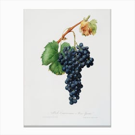 Grape Spanna (Vitis Vinifera Pedemontana) From Pomona Italiana (1817 1839), Giorgio Gallesio Canvas Print