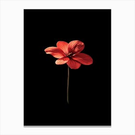 Red Flower On Black Background Canvas Print