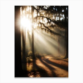 Sunbeams In The Forest 1 Canvas Print