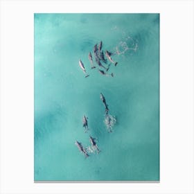 Blue Water Dolphins Canvas Print