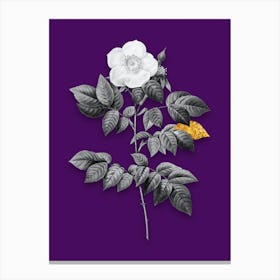 Vintage Leschenaults Rose Black and White Gold Leaf Floral Art on Deep Violet Canvas Print
