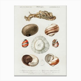 Different Types Of Mollusks , Charles Dessalines D'Orbigny 1 Canvas Print