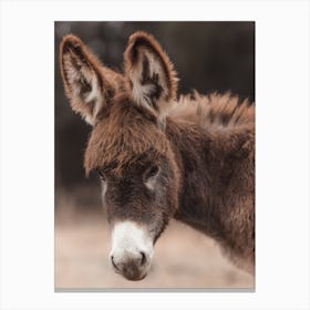 Baby Donkey Canvas Print