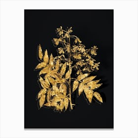Vintage Japanese Pagoda Tree Botanical in Gold on Black n.0486 Canvas Print