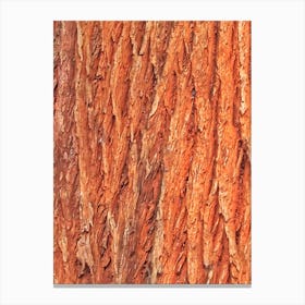 Tree bark Canvas Print