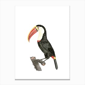 Vintage Toucan Bird Illustration on Pure White Canvas Print