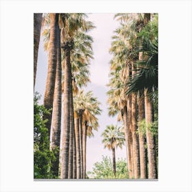 Palm Tree Alley Canvas Print