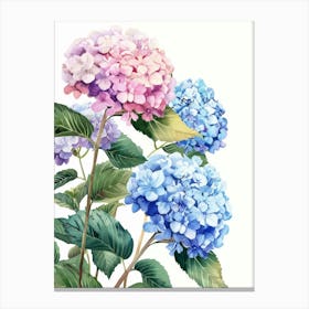 Hydrangeas 1 Canvas Print