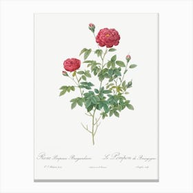 Burgundy Cabbage Rose, Pierre Joseph Redoute 1 Canvas Print