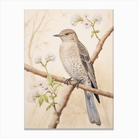 Vintage Bird Drawing Cuckoo 2 Canvas Print