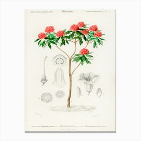 Rhododendron Arboreum, Charles Dessalines D' Orbigny Canvas Print