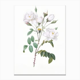 White Roses Canvas Print