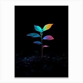 Rainbow Plant In The Dark Canvas Print