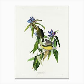 Connecticut Warbler, Birds Of America, John James Audubon Canvas Print