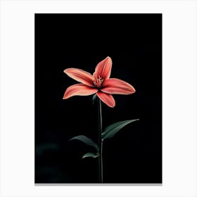 Pink Lily 2 Canvas Print