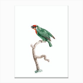 Vintage Vieillot's Barbet Bird Illustration on Pure White Canvas Print