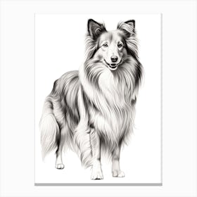 Shetland Sheepdog Dog, Line Drawing 4 Canvas Print
