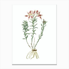 Vintage Lily of the Incas Botanical Illustration on Pure White n.0674 Canvas Print