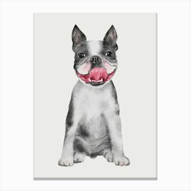 Boston Terrier Dog Canvas Print