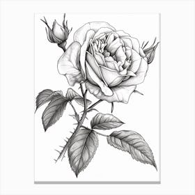 Roses Sketch 52 Canvas Print