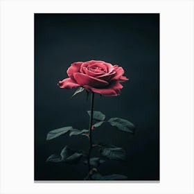 Single Rose On Dark Background 2 Canvas Print