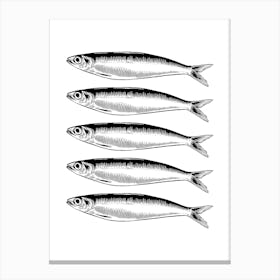 Sardines Isolated On White Canvas Print