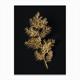 Vintage Virginian Juniper Botanical in Gold on Black n.0272 Canvas Print
