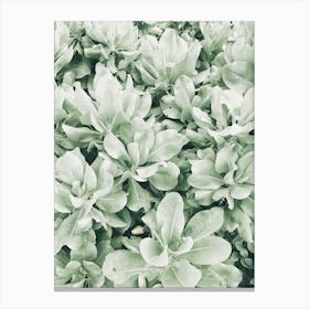 Eucalyptus 1 Canvas Print