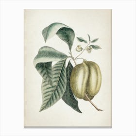 Vintage Catesby 2 Annona Triloba Canvas Print