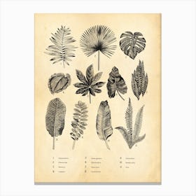 Botanical Ferns Natural History Collection Canvas Print